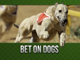 Dogs-6